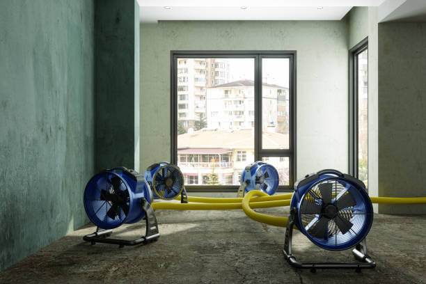 Best Mold removal after water damage  in Ladoga, IN